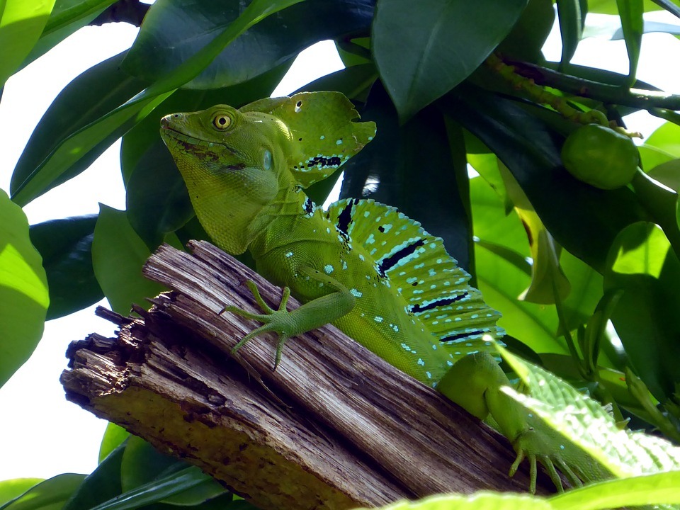Animales, imprescindibles de Costa Rica