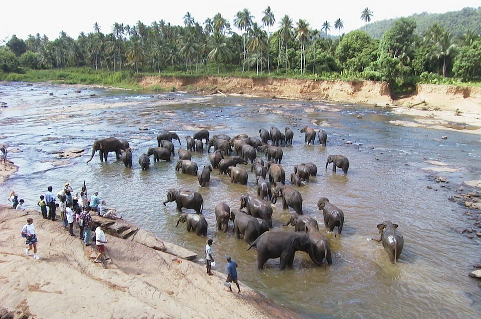 Elefantes en Pinnawala - Curiosidades de Sri Lanka