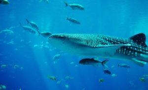 Tiburón ballena -snorkeling en Islas Maldivas