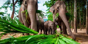 Elefantes en Tailandia - Qué hacer en Asia