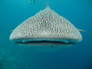 tiburón ballena - mejores playas para hacer snorkel