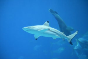 tiburones en Maldivas - mejores playas para hacer snorkel