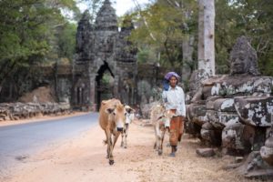 Angkor Thom - Mujer camboyana con vacas