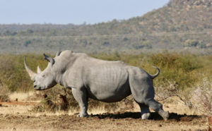 Rinoceronte - mejor época para viajar al masái mara