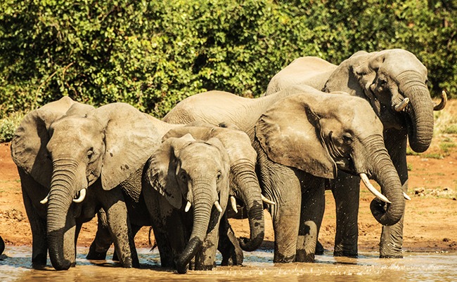 Sudafrica-Elefantes-Parque Nacional de Kruger-GrandVoyage