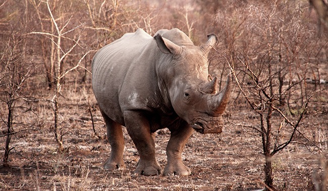 Sudafrica-Rinoceronte-ParqueNacionalKruger-GrandVoyage