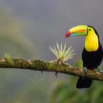 Costa Rica - tucán - GrandVoyage