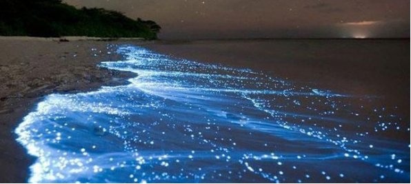 Koh PhiPhi - donde ver la bioluminiscencia