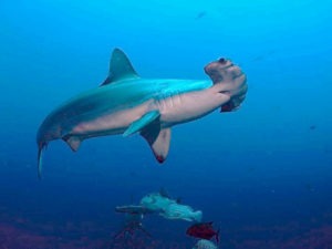 Tiburón martillo - Mejores playas para hacer snorkel