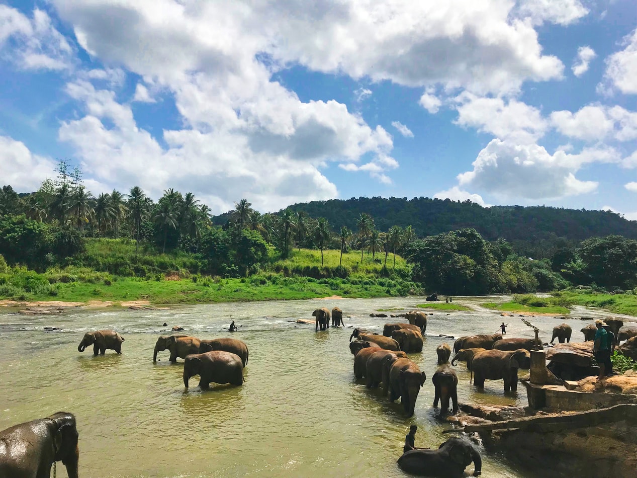 Sri-Lanka-campamento-reserva-elefantes