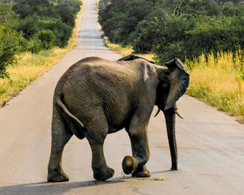 Sudafrica-elefante-Parque Nacional Kruger-GranVoyage