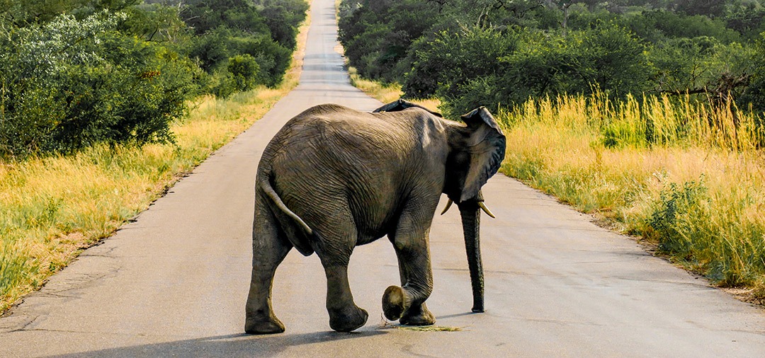 Sudafrica-elefante-Parque Nacional Kruger-GranVoyage