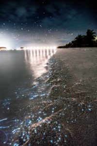 Islas Maldivas - Bioluminiscencia