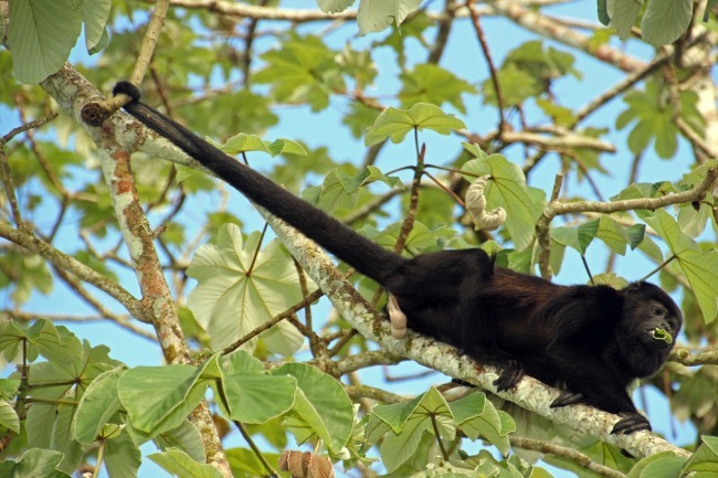 Mono aullador - Qué ver y hacer en Monteverde
