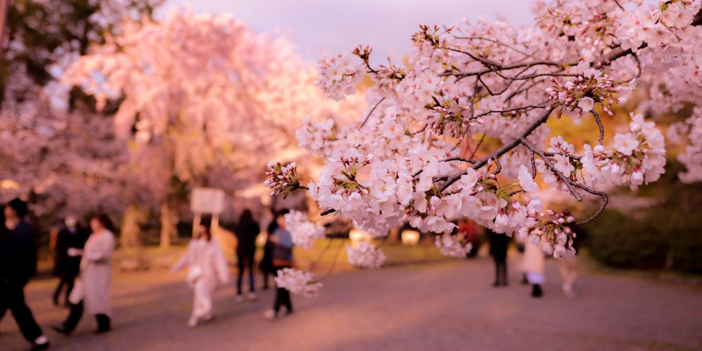 Hanami, la mística tradición japonesa de admirar los cerezos en