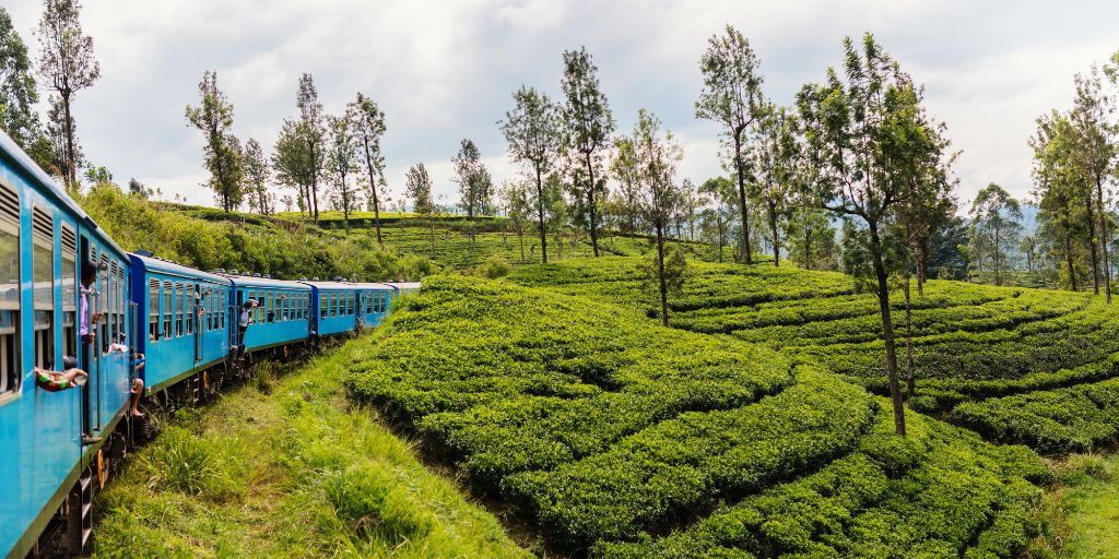 Plantaciones de té en Sri Lanka