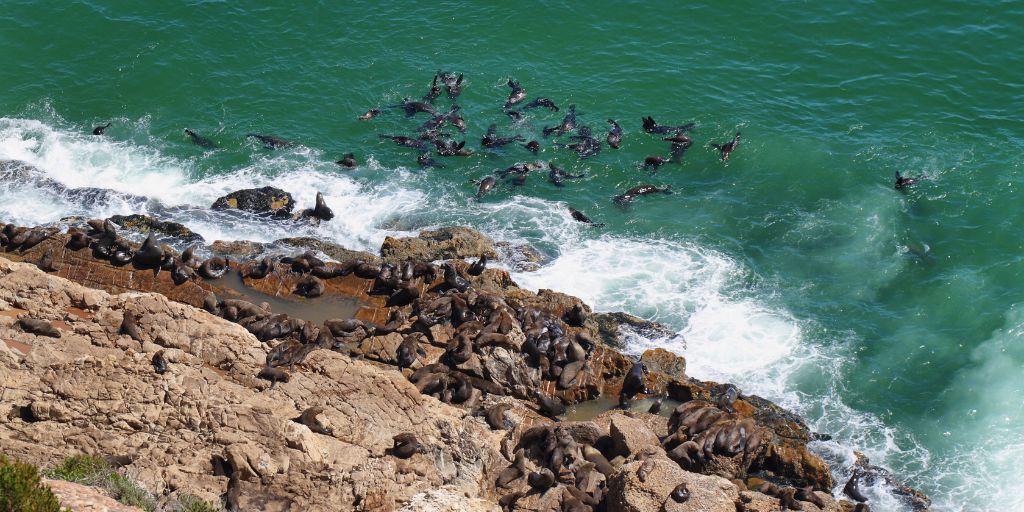 Colonia de focas descansando sobre las rocas.