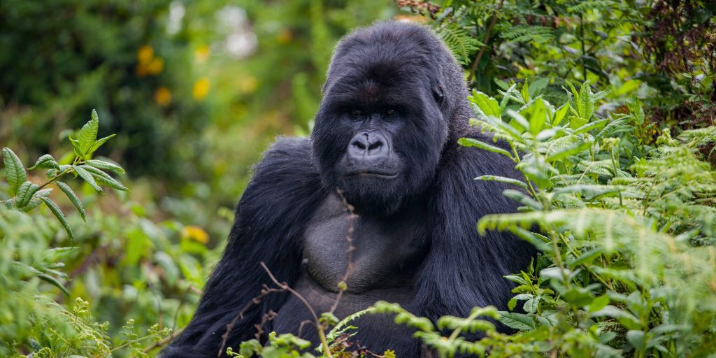 En ocasiones, es posible que los gorilas se acerquen a los humanos por curiosidad