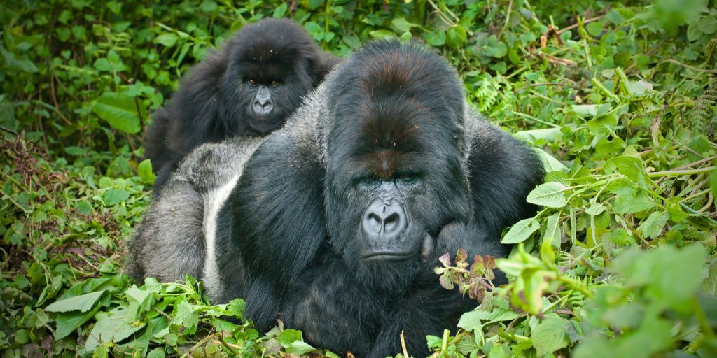 Los gorilas habitan en familias, liderados por el lomo plateado