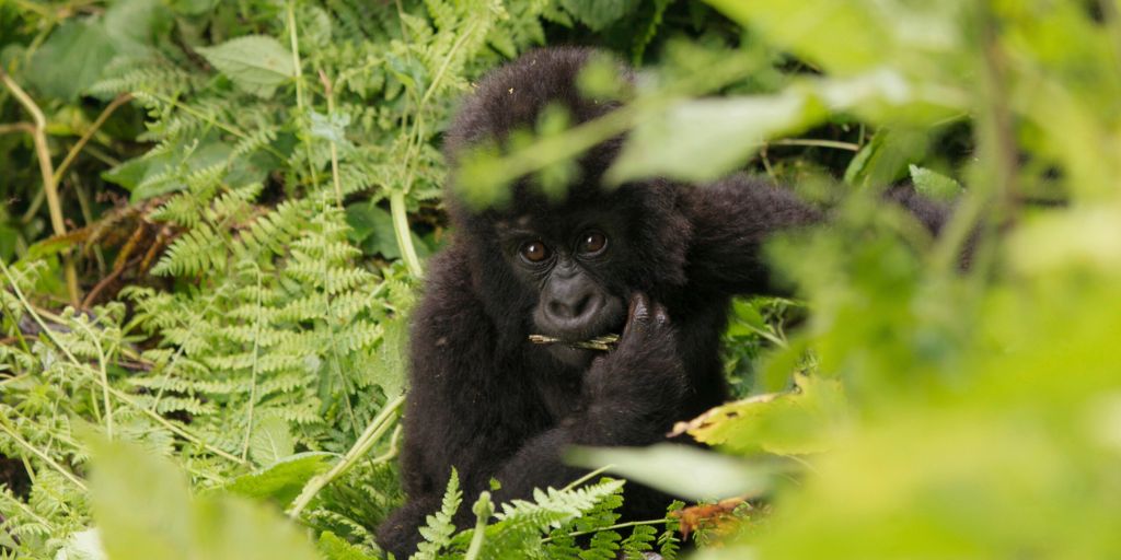Ruanda es el mejor destino para ver gorilas de montaña