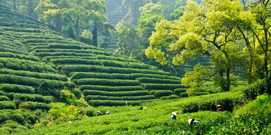 Plantaciones de té en Hangzhou, en el este de China