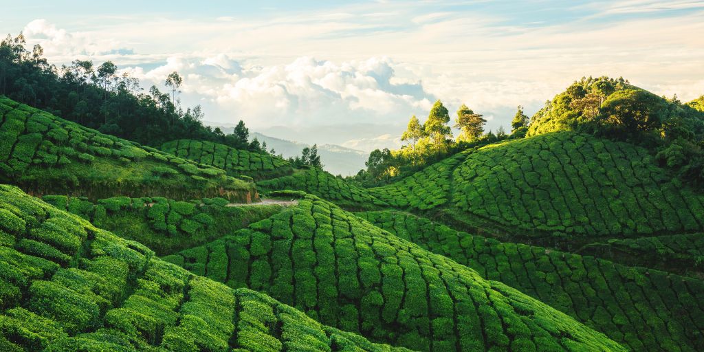 Plantaciones de té en Munnar, Kerala, en el sur de la India