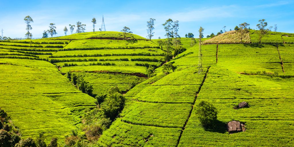 Plantación de té en Nuwara Eliya, en Sri Lanka