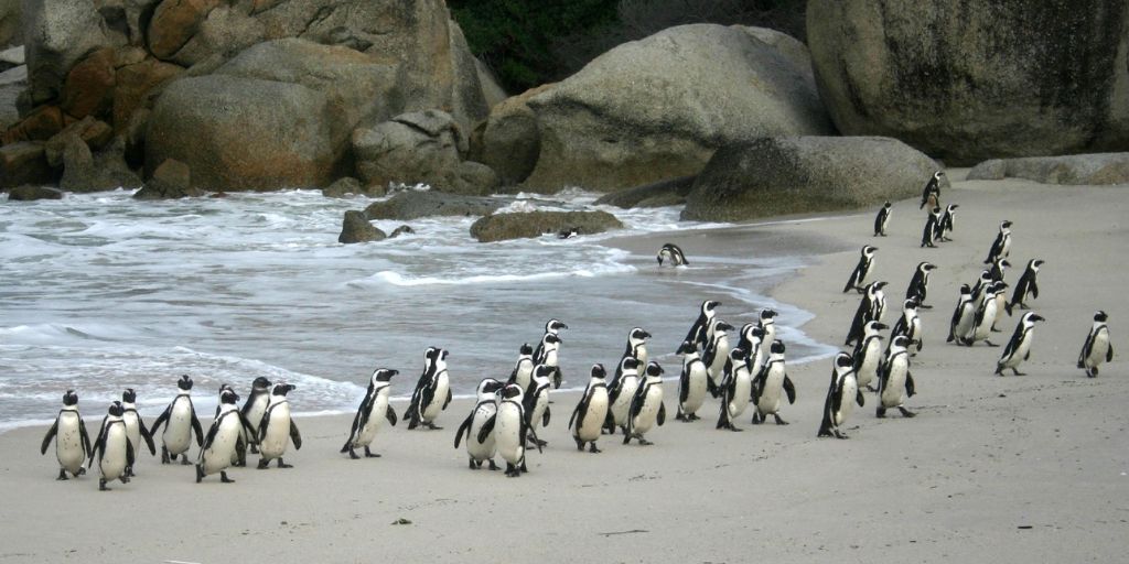 La Playa de Boulders alberga una colonia de pingüinos