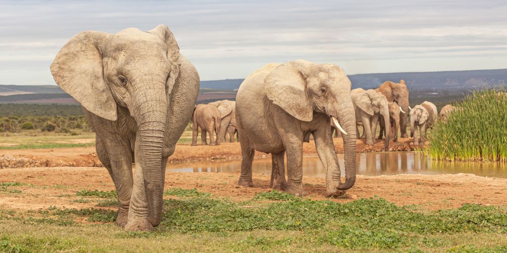 Este parque se fundó para proteger a los últimos 11 elefantes de la región