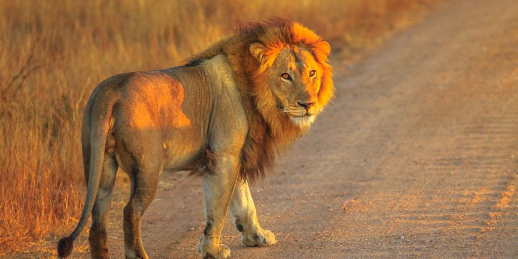 El Parque Nacional Kruger es el hogar de los Cinco Grandes de África